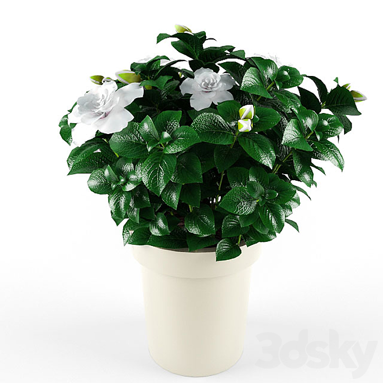 Gardenia_Jasminoides 3DS Max - thumbnail 2