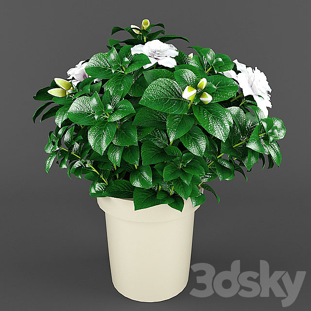Gardenia_Jasminoides 3DSMax File - thumbnail 3