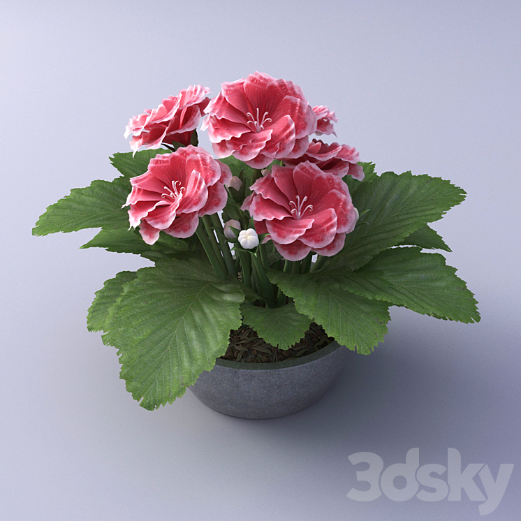 Gloxinia Flower in a pot 3DS Max - thumbnail 1