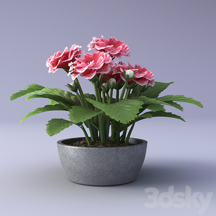 Gloxinia Flower in a pot 3DS Max - thumbnail 2