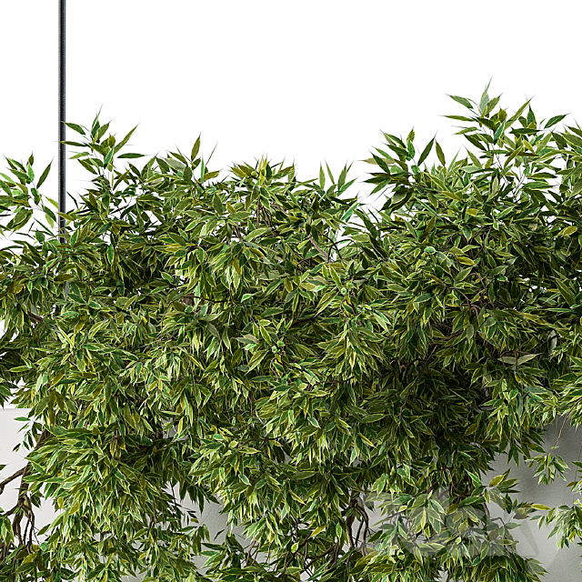 Hanging box plant 3DSMax File - thumbnail 2