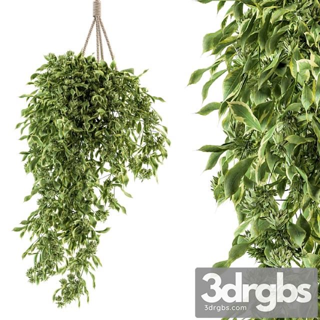 Hanging box plant – set 154 - thumbnail 1