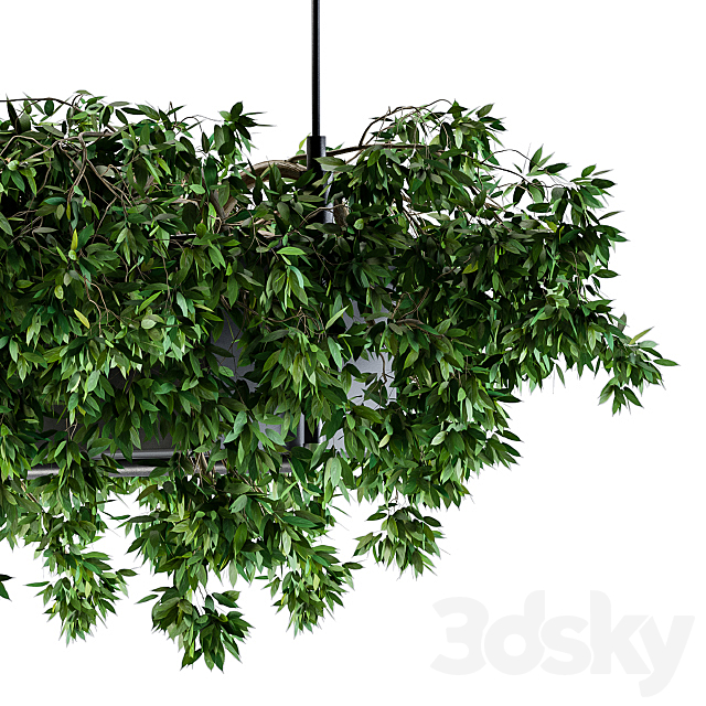 Hanging box plant – Set 72 3DSMax File - thumbnail 2