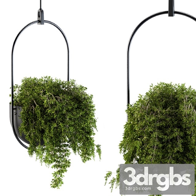 Hanging box plant – set 83 - thumbnail 1