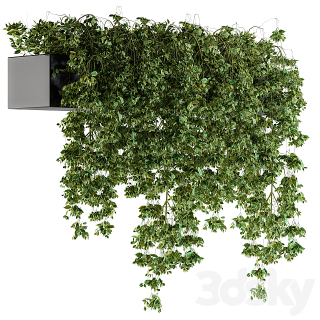 Hanging ivy Plants in Pot 3DSMax File - thumbnail 1