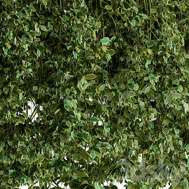 Hanging ivy Plants in Pot 3DSMax File - thumbnail 2