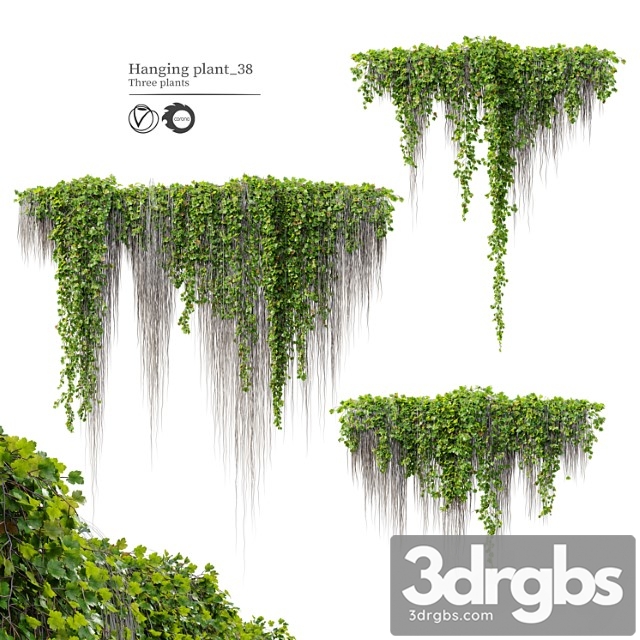 Hanging plant 38 - thumbnail 1