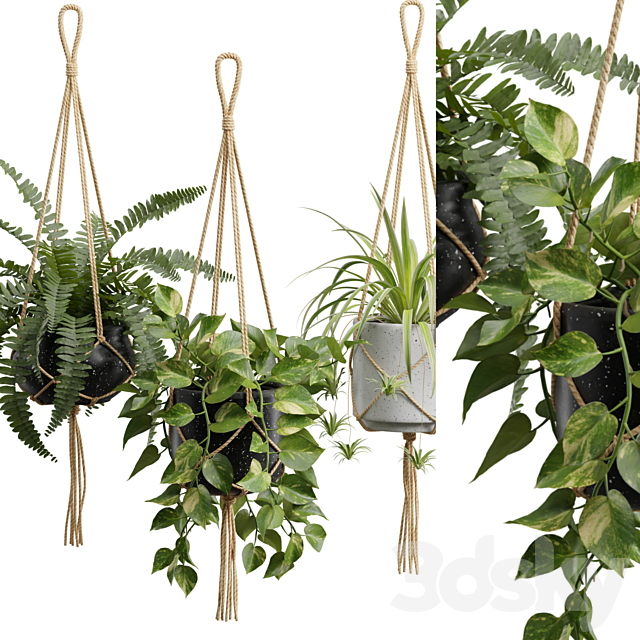 Hanging Plants 01 3DS Max Model - thumbnail 2