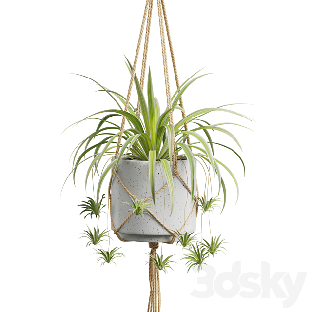 Hanging Plants 01 3DS Max Model - thumbnail 6