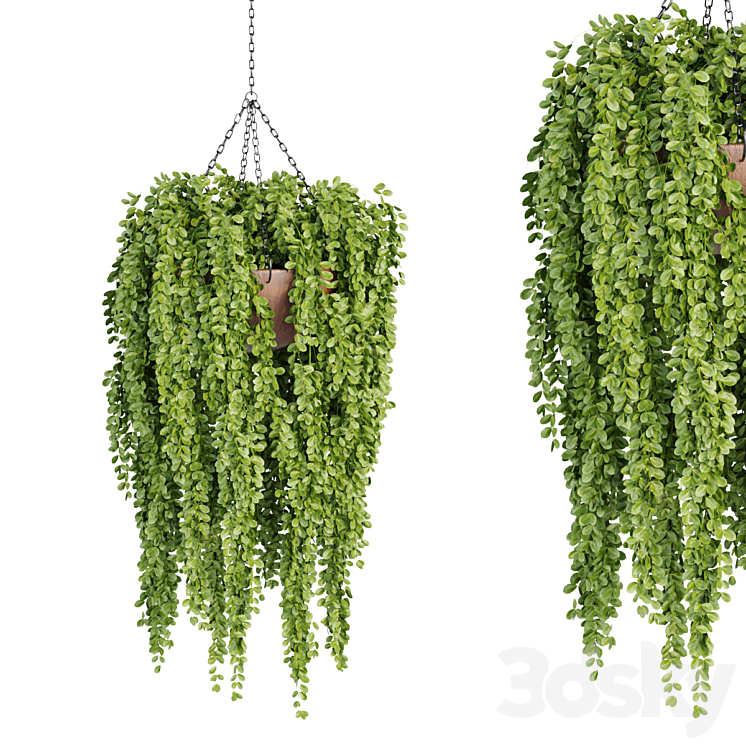 Hanging plants collection vol 33 3DS Max Model - thumbnail 2