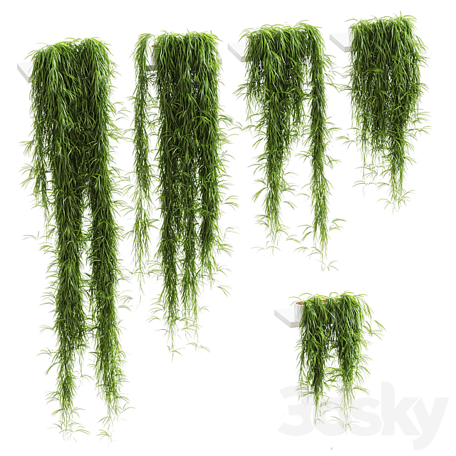 Hanging plants for shelves. 5 models. set 1 3ds Max - thumbnail 1