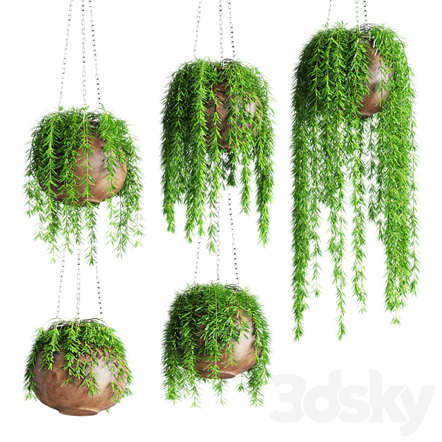 Hanging plants in pots 3DS Max Model - thumbnail 1