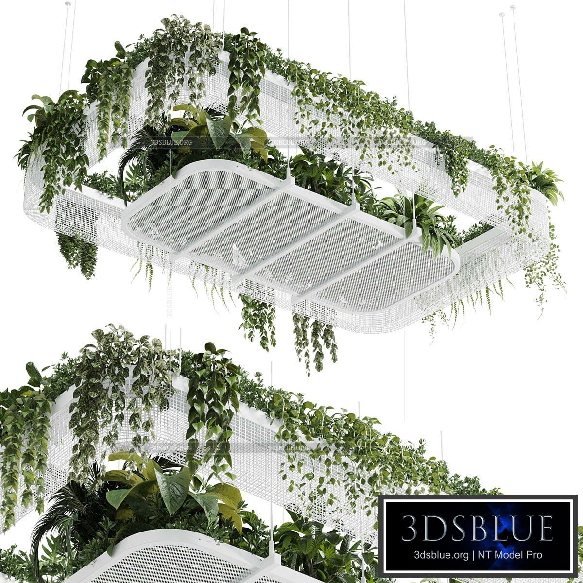 Hanging plants – indoor plant 323 corona 3DS Max - thumbnail 3