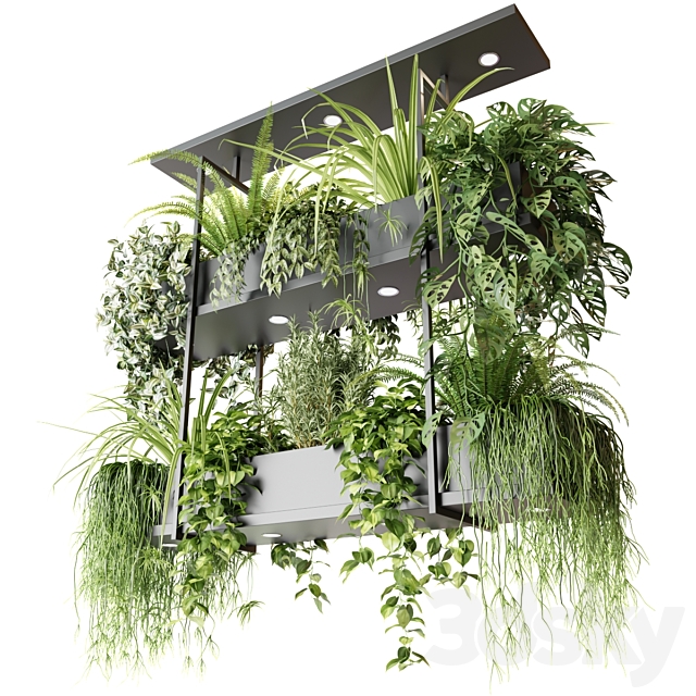 Hanging plants indoor plant hanging plants OSLO 3ds Max - thumbnail 2