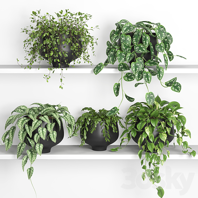 hanging plants on shelf 2 3ds Max - thumbnail 1