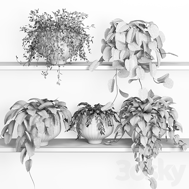 hanging plants on shelf 2 3ds Max - thumbnail 2