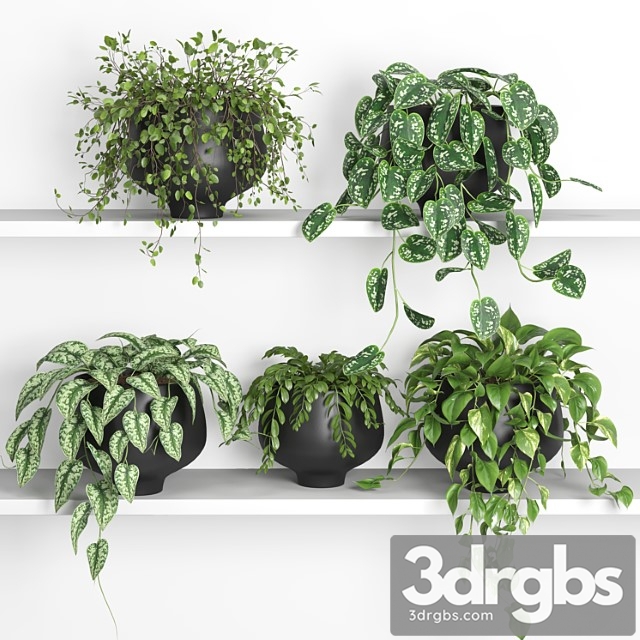 Hanging plants on shelf 2 - thumbnail 1