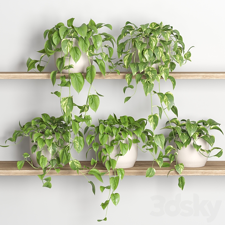 hanging plants on shelf 3 3DS Max Model - thumbnail 1