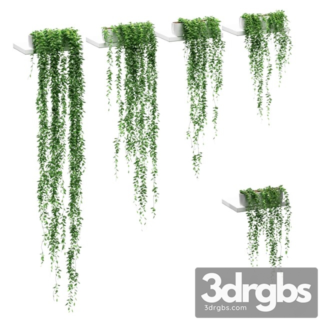 Hanging plants on the shelves. 5 models - thumbnail 1