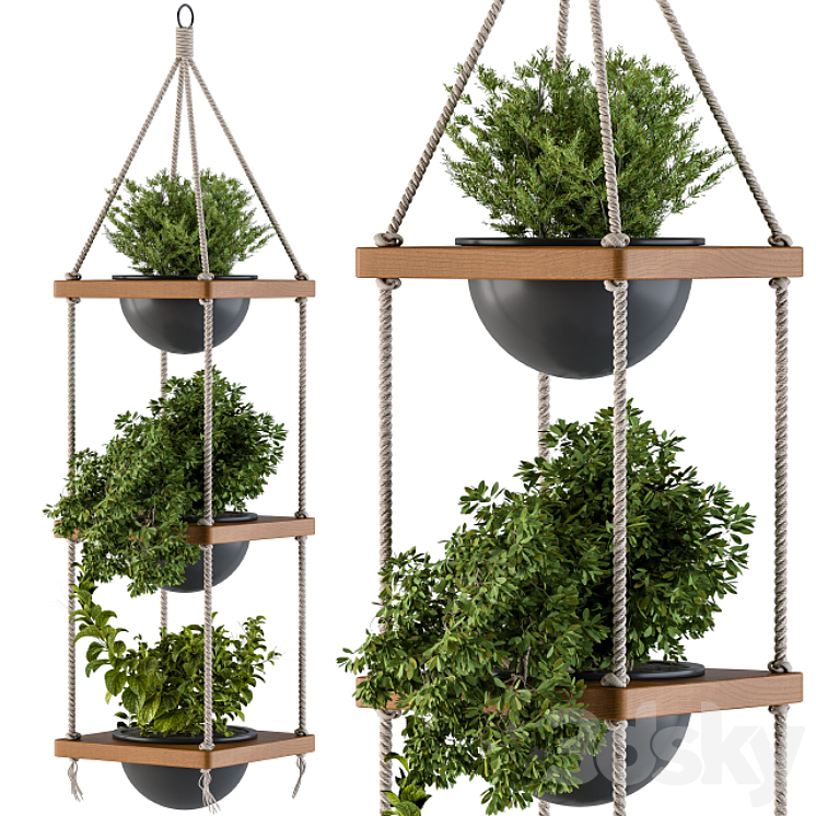 Hanging Plants Rope and Wood 3DS Max - thumbnail 2