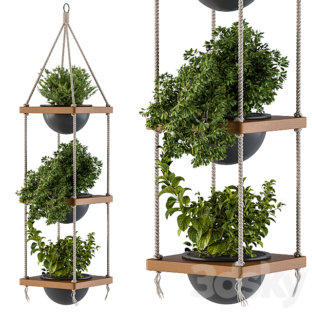 Hanging Plants Rope and Wood 3DS Max Model - thumbnail 1