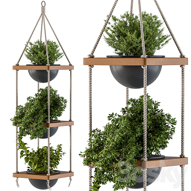 Hanging Plants Rope and Wood 3DS Max Model - thumbnail 2