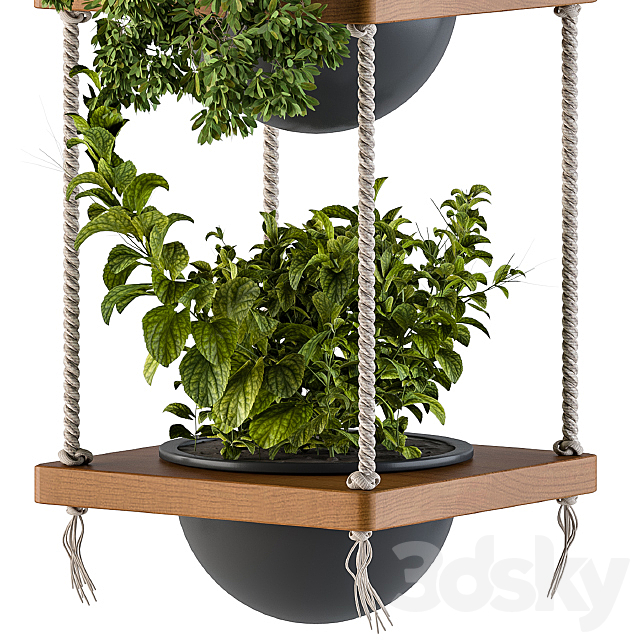 Hanging Plants Rope and Wood 3DS Max Model - thumbnail 3