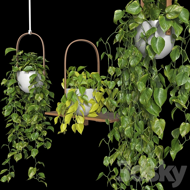 Hanging plants – Scindapsus 3DS Max Model - thumbnail 2