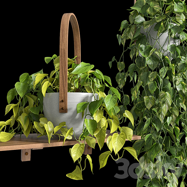 Hanging plants – Scindapsus 3DS Max Model - thumbnail 3