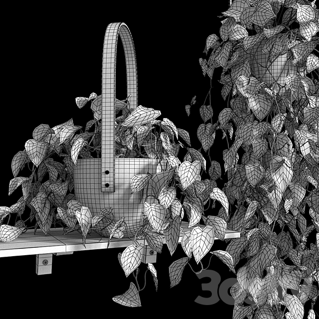 Hanging plants – Scindapsus 3DS Max Model - thumbnail 4