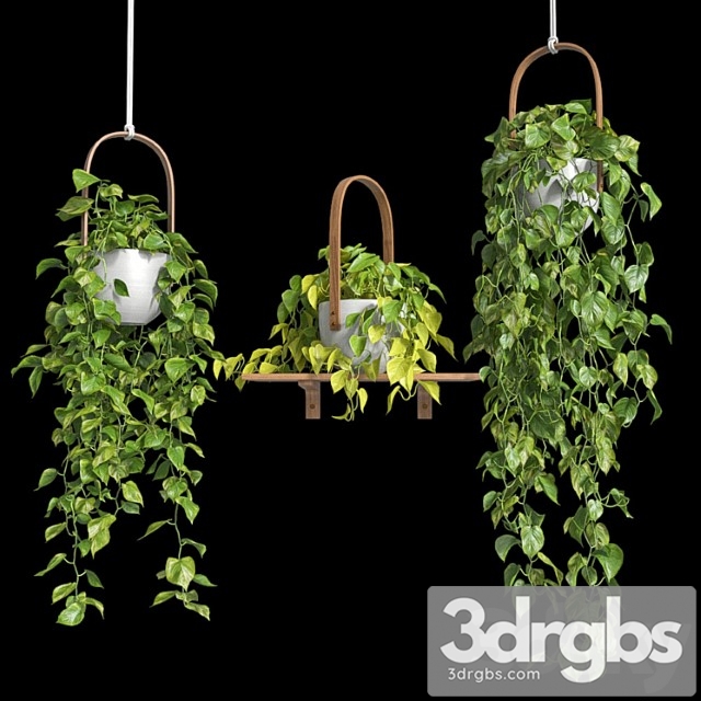 Hanging plants – scindapsus - thumbnail 1