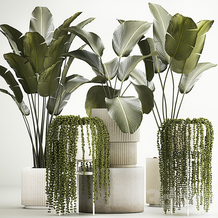 Hanging plants Succulents Rowley and Calathea lutea Strelitzia in pots. Set of plants 1322 3DS Max Model - thumbnail 1