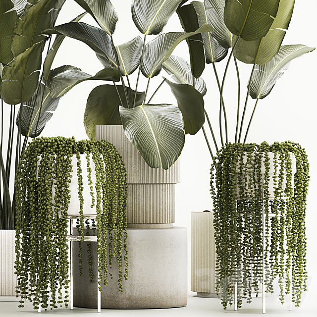 Hanging plants Succulents Rowley and Calathea lutea Strelitzia in pots. Set of plants 1322 3DS Max Model - thumbnail 4