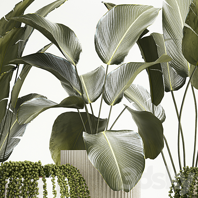 Hanging plants Succulents Rowley and Calathea lutea Strelitzia in pots. Set of plants 1322 3DS Max Model - thumbnail 5