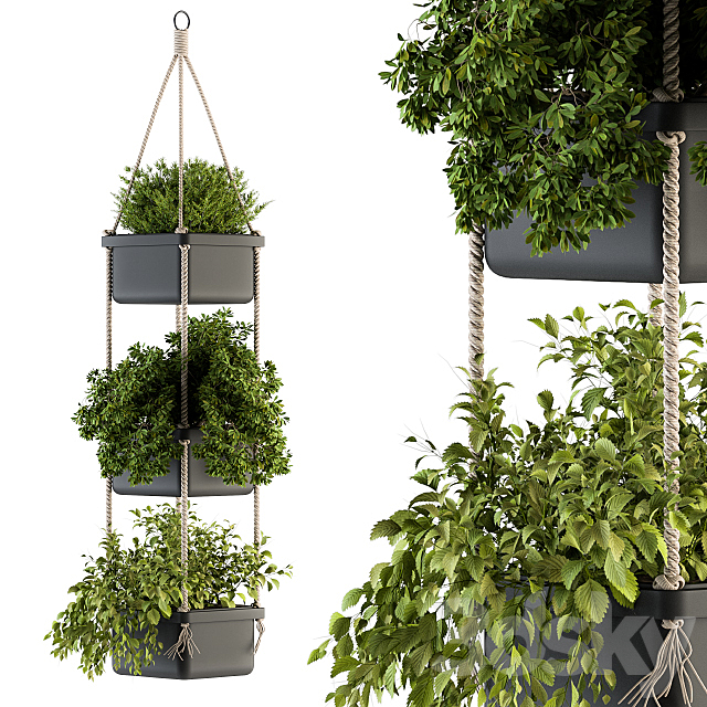 Hanging pot with Rope – indoor Plants 164 3DSMax File - thumbnail 1