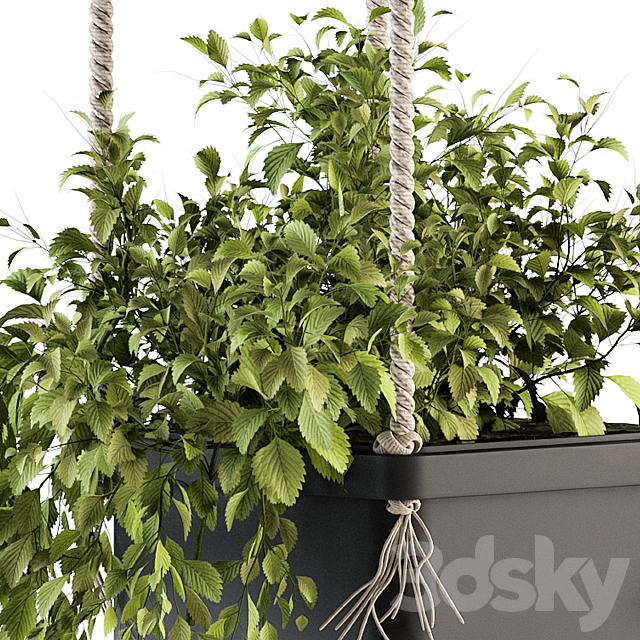 Hanging pot with Rope – indoor Plants 164 3DSMax File - thumbnail 2