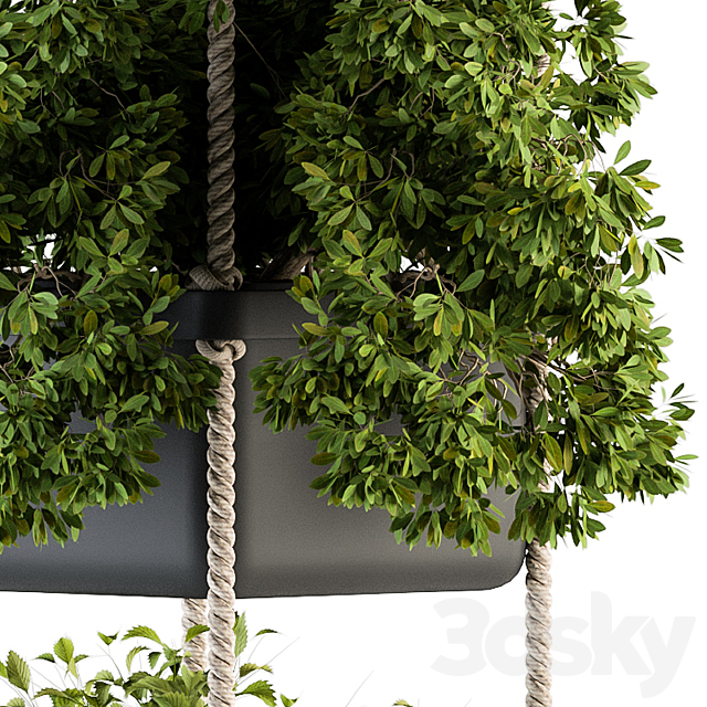 Hanging pot with Rope – indoor Plants 164 3DSMax File - thumbnail 3