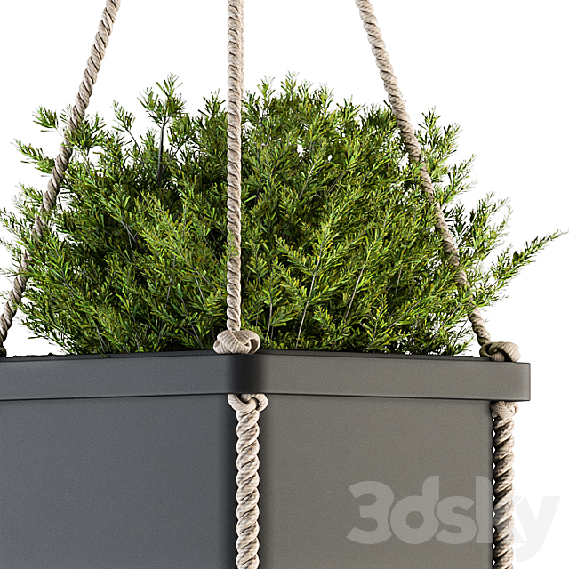 Hanging pot with Rope – indoor Plants 164 3DSMax File - thumbnail 4