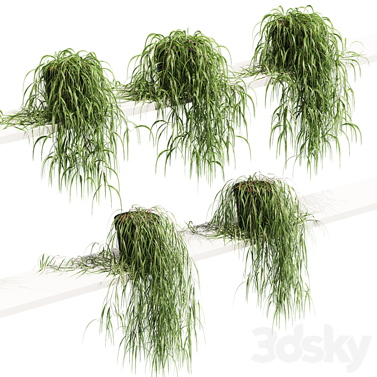 Hanging potted plant on the shelf. 5 models 3DS Max Model - thumbnail 1