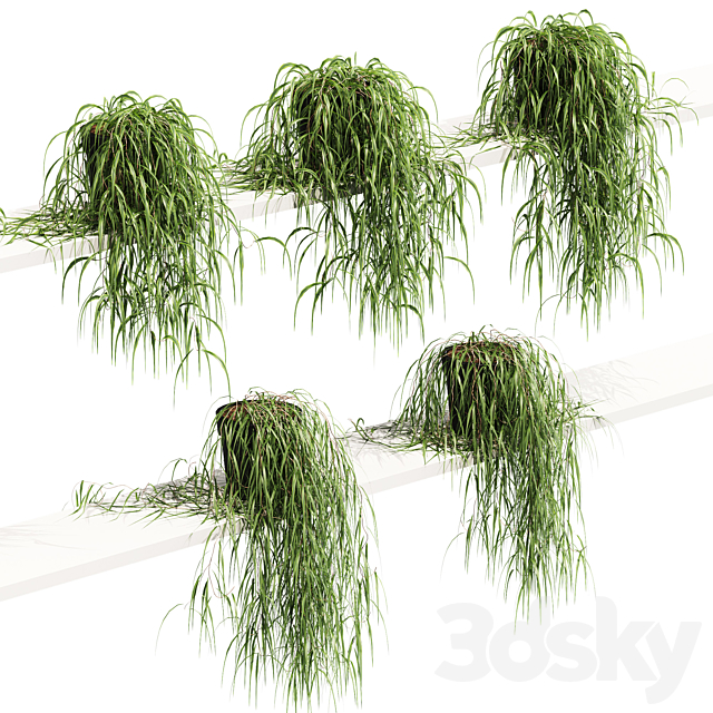 Hanging potted plant on the shelf. 5 models 3DSMax File - thumbnail 1