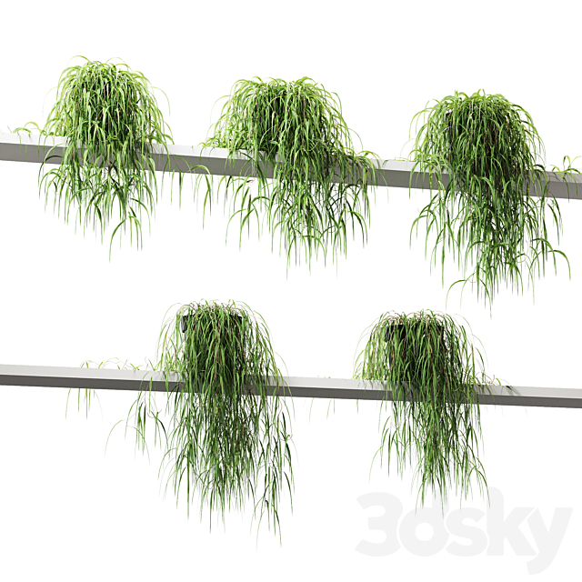 Hanging potted plant on the shelf. 5 models 3DSMax File - thumbnail 3