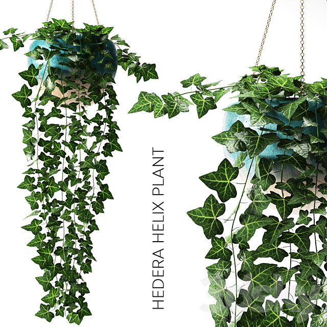 hedera helix plant 3DSMax File - thumbnail 1