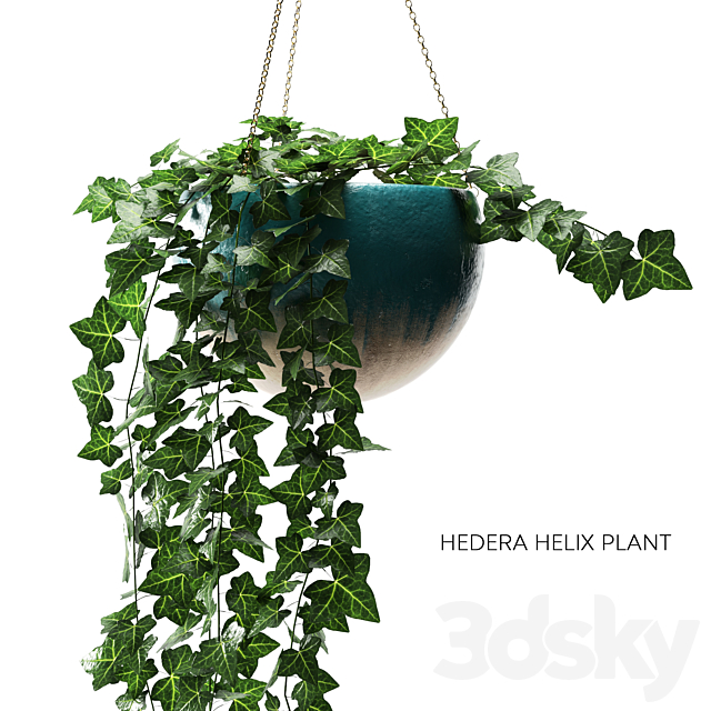 hedera helix plant 3DSMax File - thumbnail 2