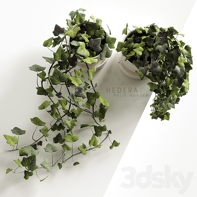 Hedera Helix wonder 3DS Max Model - thumbnail 3