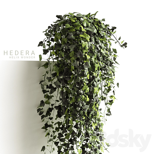 Hedera helix wonder long 3DS Max Model - thumbnail 2