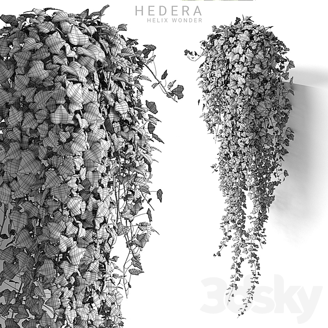 Hedera helix wonder long 3DS Max Model - thumbnail 3