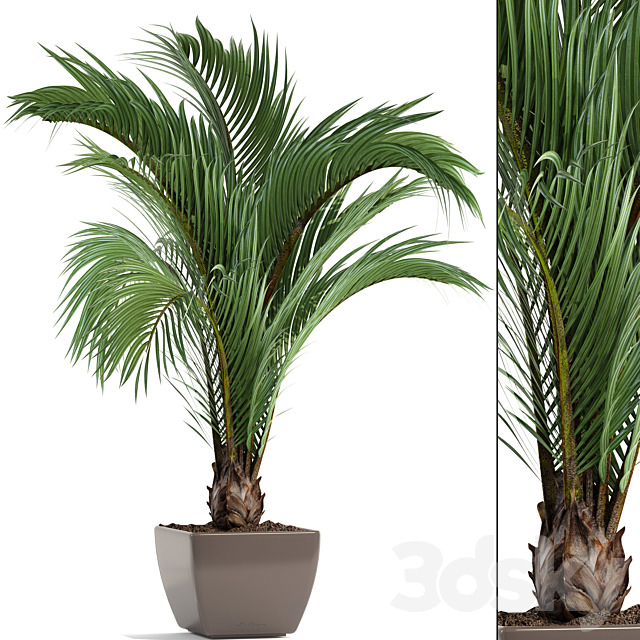 Hedyscepe canterburyana. Areca palm tree. decorative. interior. indoor. pot. flowerpot. flower. decor 3DSMax File - thumbnail 1