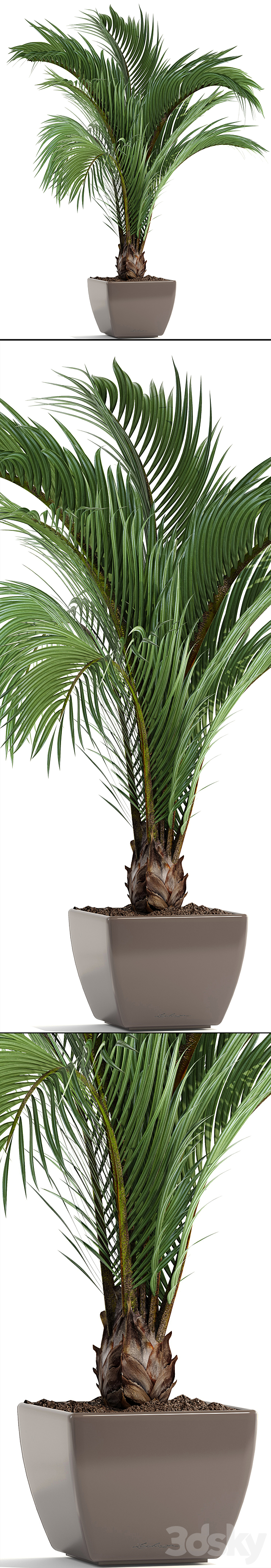 Hedyscepe canterburyana. Areca palm tree. decorative. interior. indoor. pot. flowerpot. flower. decor 3DSMax File - thumbnail 2