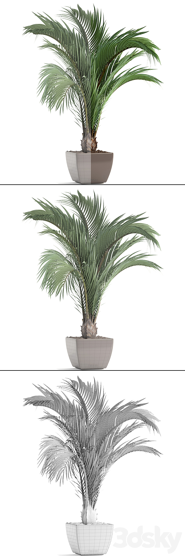 Hedyscepe canterburyana. Areca palm tree. decorative. interior. indoor. pot. flowerpot. flower. decor 3DSMax File - thumbnail 3