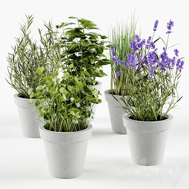 Herbs in concrete pots 3DSMax File - thumbnail 1